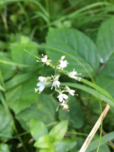 Michel Gaubert, le  1 septembre 2023 (Propières (Haut vallon du Sornin  entre Bois des Farges et Bois des Ecluses, sous Mont St Rigaud et Mont Monnet))