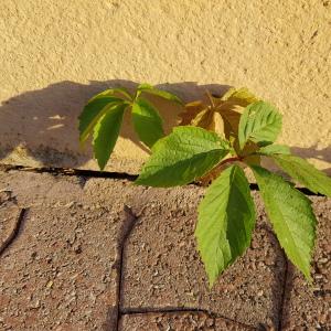 Photographie n°2578160 du taxon Parthenocissus quinquefolia (L.) Planch.