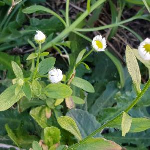 Photographie n°2578179 du taxon Erigeron annuus (L.) Desf.