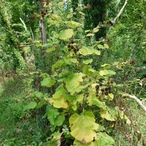 Photographie n°2578280 du taxon Arctium lappa L.