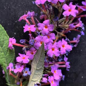 Photographie n°2578296 du taxon Buddleja davidii Franch. [1887]