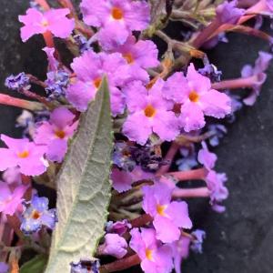 Photographie n°2578297 du taxon Buddleja davidii Franch. [1887]