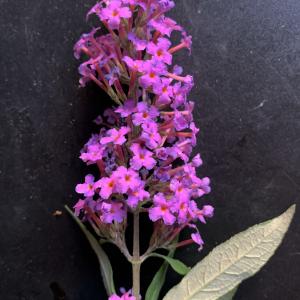 Photographie n°2578300 du taxon Buddleja davidii Franch. [1887]