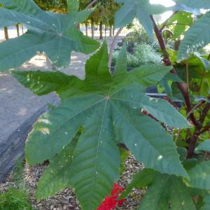 Photographie n°2578312 du taxon Ricinus communis L. [1753]