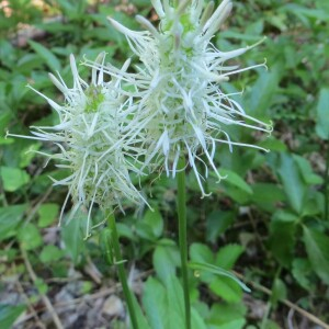 Photographie n°2578340 du taxon Phyteuma spicatum L. [1753]