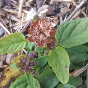 Photographie n°2578380 du taxon Prunella vulgaris L.