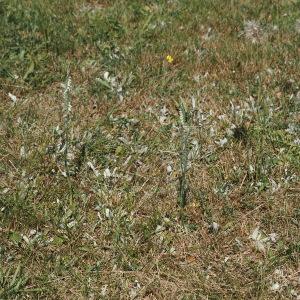 Photographie n°2578384 du taxon Spiranthes spiralis (L.) Chevall. [1827]