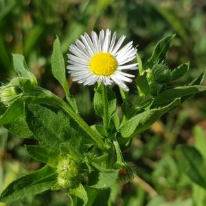 Photographie n°2578391 du taxon Erigeron annuus (L.) Desf.