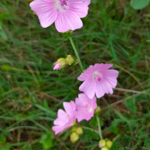 Photographie n°2578414 du taxon Malva moschata L.