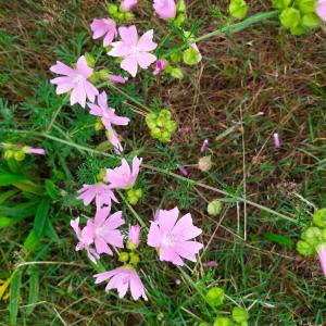 Photographie n°2578416 du taxon Malva moschata L.