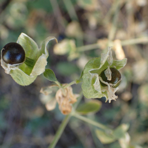 Photographie n°2578430 du taxon Silene baccifera (L.) Roth