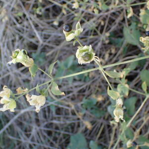 Photographie n°2578431 du taxon Silene baccifera (L.) Roth