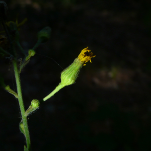 Photographie n°2578448 du taxon Hieracium virgultorum Jord. [1848]