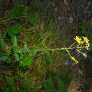 Photographie n°2578451 du taxon Hieracium virgultorum Jord. [1848]