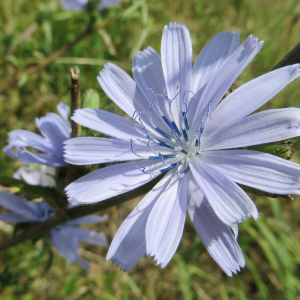 Photographie n°2578458 du taxon Cichorium intybus L. [1753]