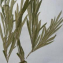 Olea europaea subsp. laperrinei (Batt. & Trab.) Cif. [1942] [nn149221] par sarrabouchoucha le 15/02/2022 - Tamanrasset
