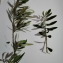 Olea europaea var. sylvestris (Mill.) Lehr [1779] [nn149217] par sarrabouchoucha le 20/02/2022 - Bordj Bou Arreridj‎