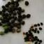 Olea europaea var. sylvestris (Mill.) Lehr [1779] [nn149217] par sarrabouchoucha le 20/02/2022 - Bordj Bou Arreridj‎