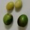 Olea europaea var. sylvestris (Mill.) Lehr [1779] [nn149217] par sarrabouchoucha le 20/02/2022 - Bordj Bou Arreridj‎