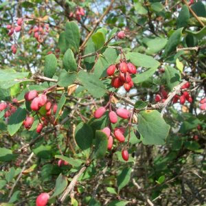 Photographie n°2578500 du taxon Berberis vulgaris L. [1753]