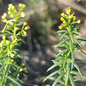 Photographie n°2578528 du taxon Galium verum L.