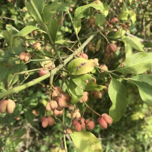 Photographie n°2578531 du taxon Euonymus europaeus L.