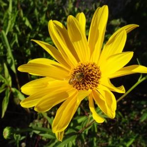 Photographie n°2578586 du taxon Helianthus pauciflorus Nutt. [1818]