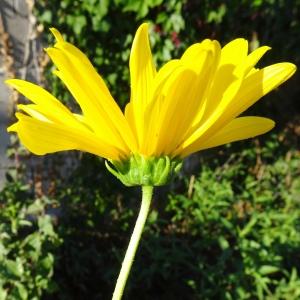 Photographie n°2578587 du taxon Helianthus pauciflorus Nutt. [1818]