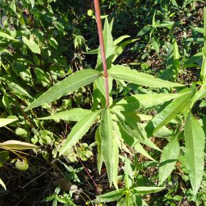 Photographie n°2578589 du taxon Helianthus pauciflorus Nutt. [1818]