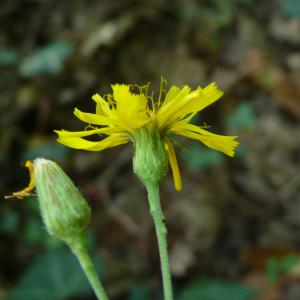 Photographie n°2578636 du taxon Hieracium virgultorum Jord. [1848]