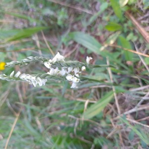 Photographie n°2578652 du taxon Spiranthes spiralis (L.) Chevall.