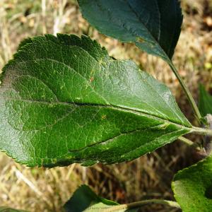 Photographie n°2578699 du taxon Malus domestica Borkh. [1803]