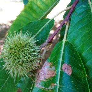 Photographie n°2578712 du taxon Castanea sativa Mill. [1768]