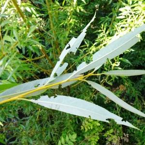 Photographie n°2578725 du taxon Salix alba L. [1753]