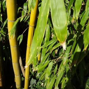 Photographie n°2578728 du taxon Phyllostachys aurea Carrière ex Rivière & C.Rivière [1878]