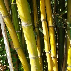 Photographie n°2578729 du taxon Phyllostachys aurea Carrière ex Rivière & C.Rivière [1878]