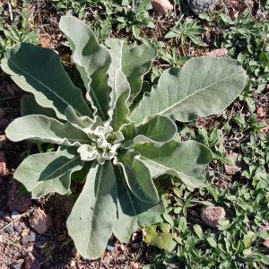 Photographie n°2578805 du taxon Verbascum L.