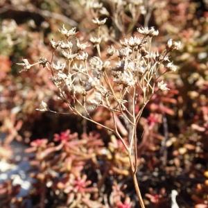 Photographie n°2578867 du taxon Sedum album L. [1753]