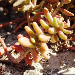 Photographie n°2578868 du taxon Sedum album L. [1753]