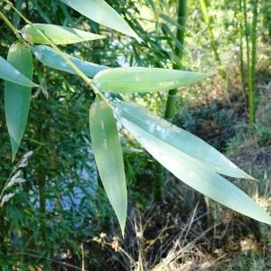  - Phyllostachys aurea Carrière ex Rivière & C.Rivière [1878]