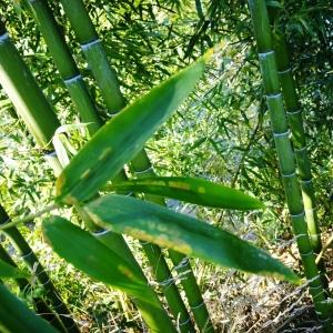  - Phyllostachys aurea Carrière ex Rivière & C.Rivière [1878]