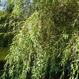 Photographie n°2578891 du taxon Salix alba 'Tristis'