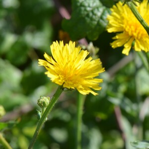 Photographie n°2578892 du taxon Picris hieracioides L. [1753]