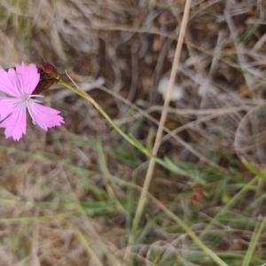 Photographie n°2578897 du taxon Dianthus carthusianorum L. [1753]