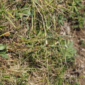 Photographie n°2578909 du taxon Spiranthes spiralis (L.) Chevall. [1827]