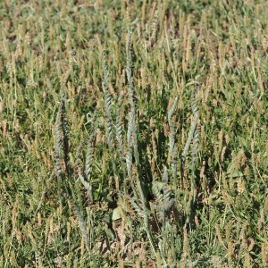 Photographie n°2578915 du taxon Spiranthes spiralis (L.) Chevall. [1827]