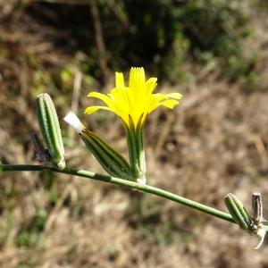 Photographie n°2578937 du taxon Chondrilla juncea L. [1753]