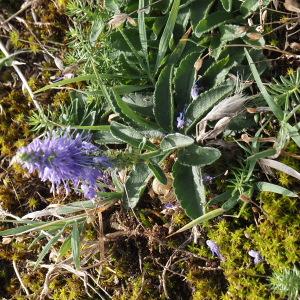 Photographie n°2578952 du taxon Veronica spicata L. [1753]