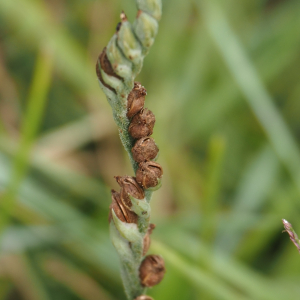 Photographie n°2578957 du taxon Spiranthes spiralis (L.) Chevall. [1827]