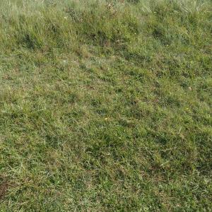 Photographie n°2578959 du taxon Spiranthes spiralis (L.) Chevall. [1827]